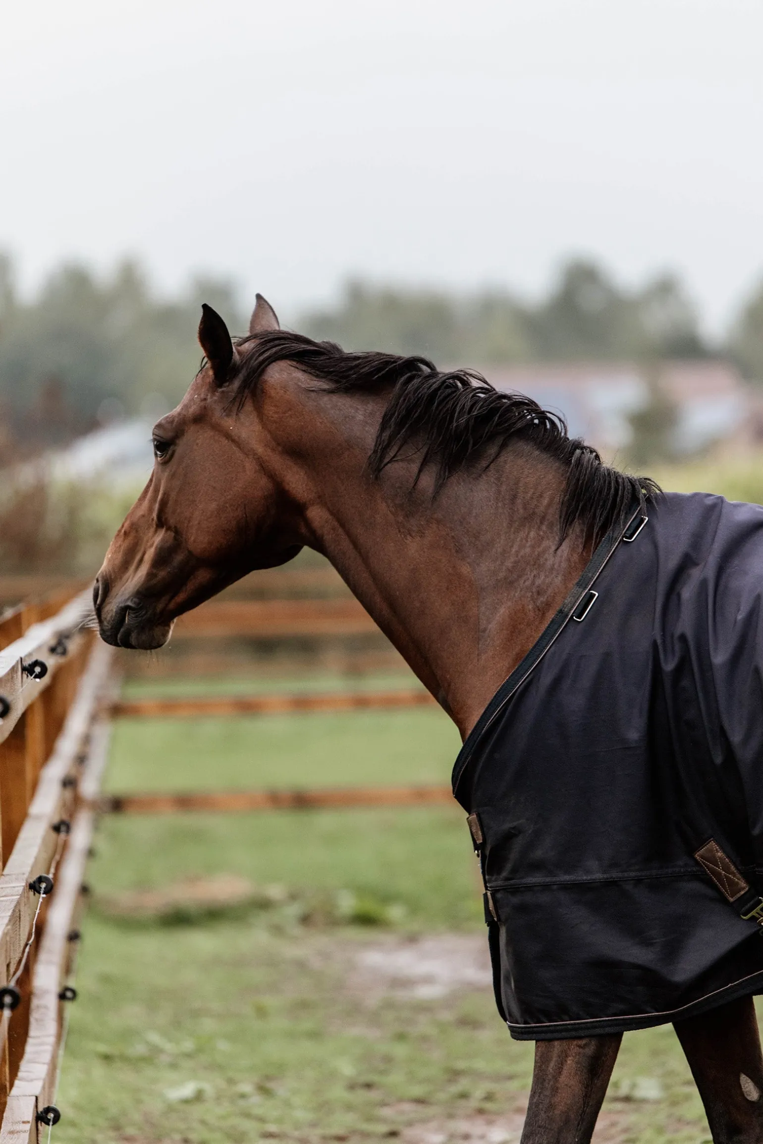 All Weather Weidedecke, 300g