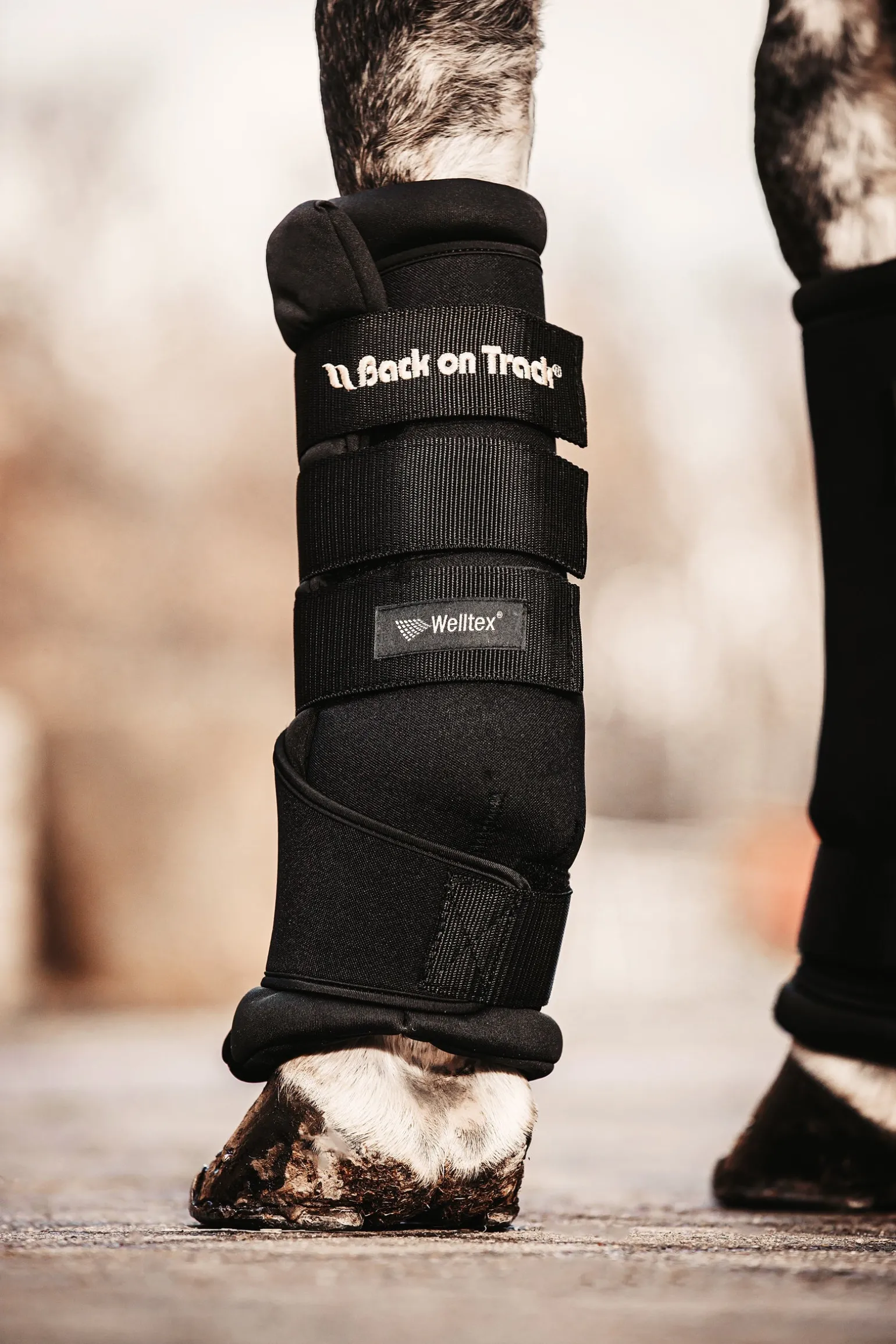 Back On Track Quick Royal Stallgamaschen