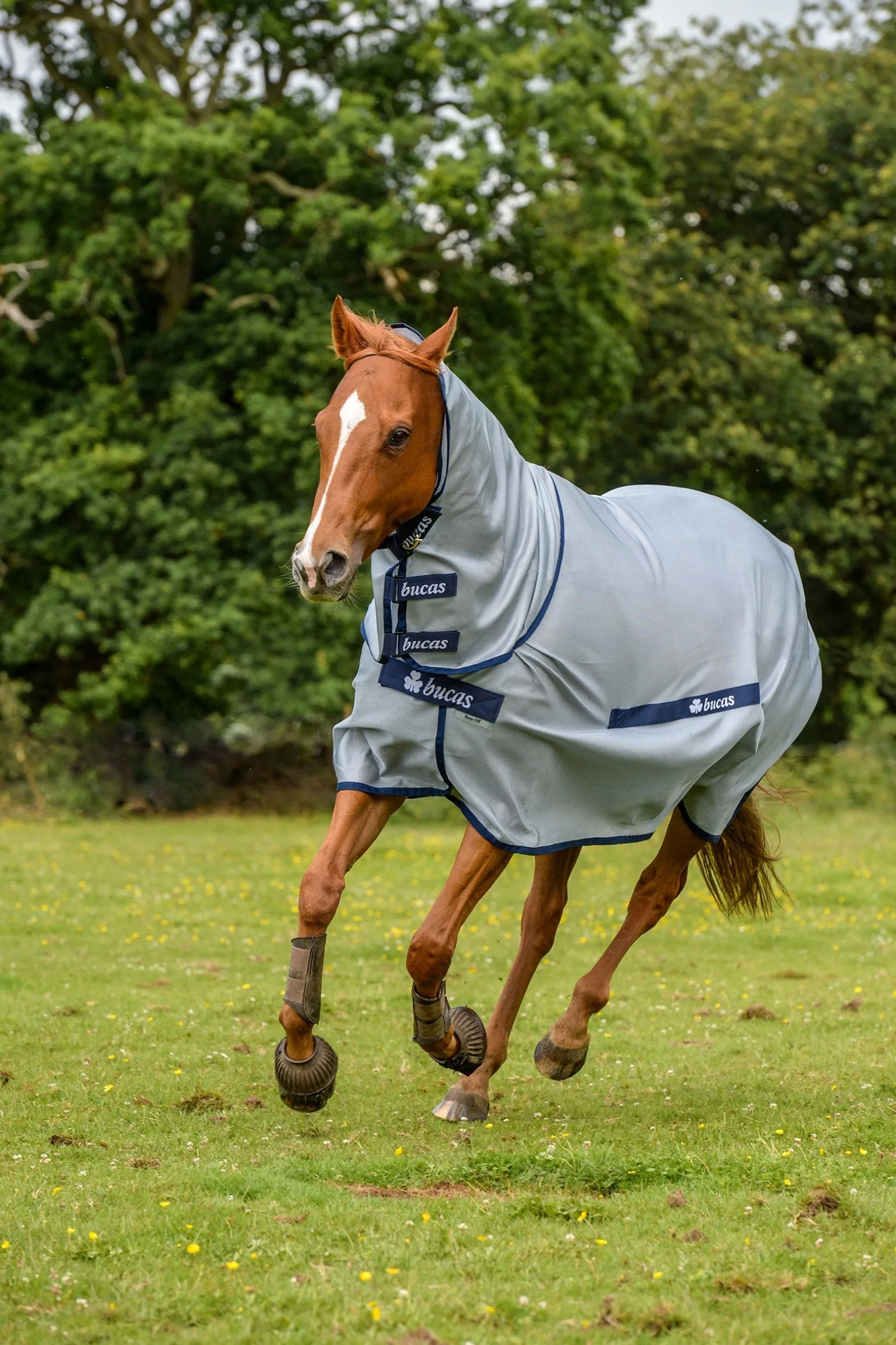 Buzz-Off Full Neck Fliegendecke Pony mit festem Halsteil