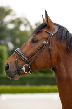 Clermont Anatomische Trense