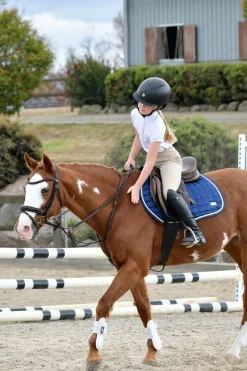 Comfitec Opulux schlichte, gepolsterte Trense mit kombiniertem hannoverschem Reithalfter