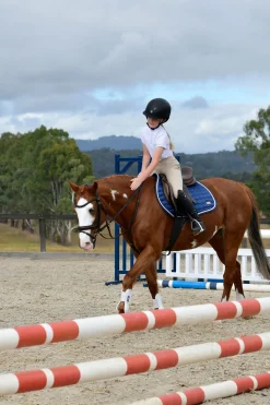Comfitec Opulux schlichte, gepolsterte Trense mit kombiniertem hannoverschem Reithalfter