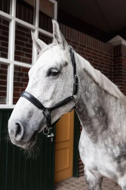 Delémont Lederhalfter