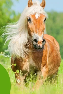 Detangler & Shine™ 473 mL