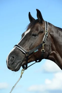 Dublin Gepolstertes Halfter