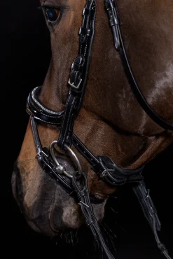 Equitus Beta Glam Trense