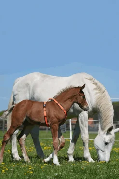Fohlen-Geschirr
