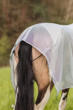 Orleans Fliegendecke