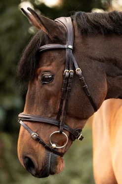 Robin Englische Trense