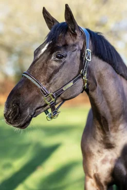 Rope Control Halfter