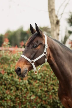 Rose Tonique Halfter