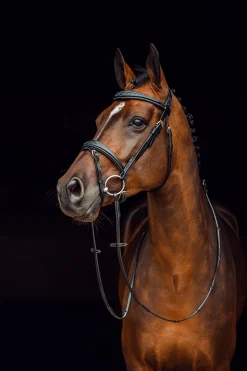 Sion Trense mit Zügeln