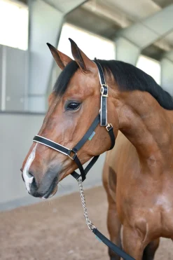 Stallion Führstrick mit Kette