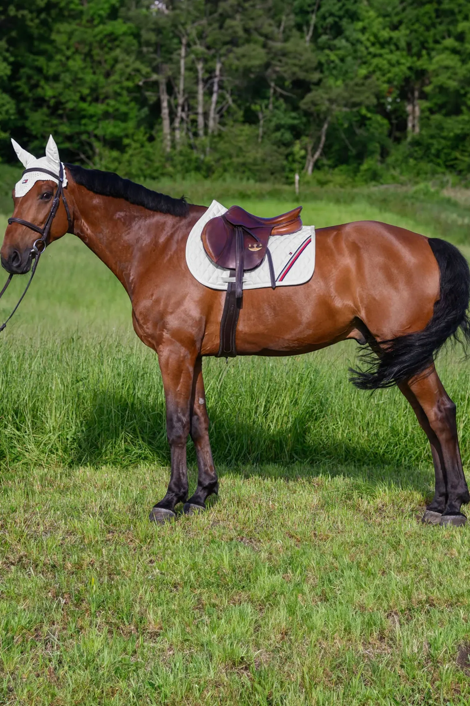 Stanford Springschabracke