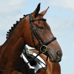 Syntovia+ Padded Raised Cavesson Bridle