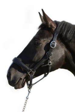 Ultrasoft® Deluxe Leder-Stallhalfter