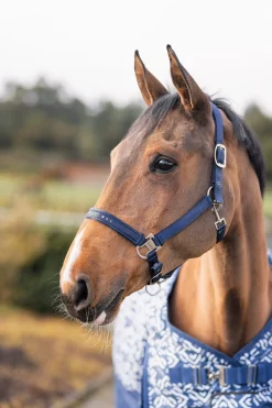 Urban Vitalität Halfter