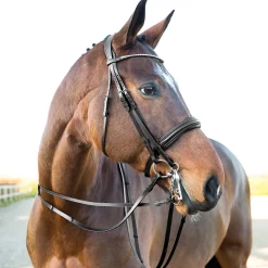 Vienna Anatomischer Kandarenzaum