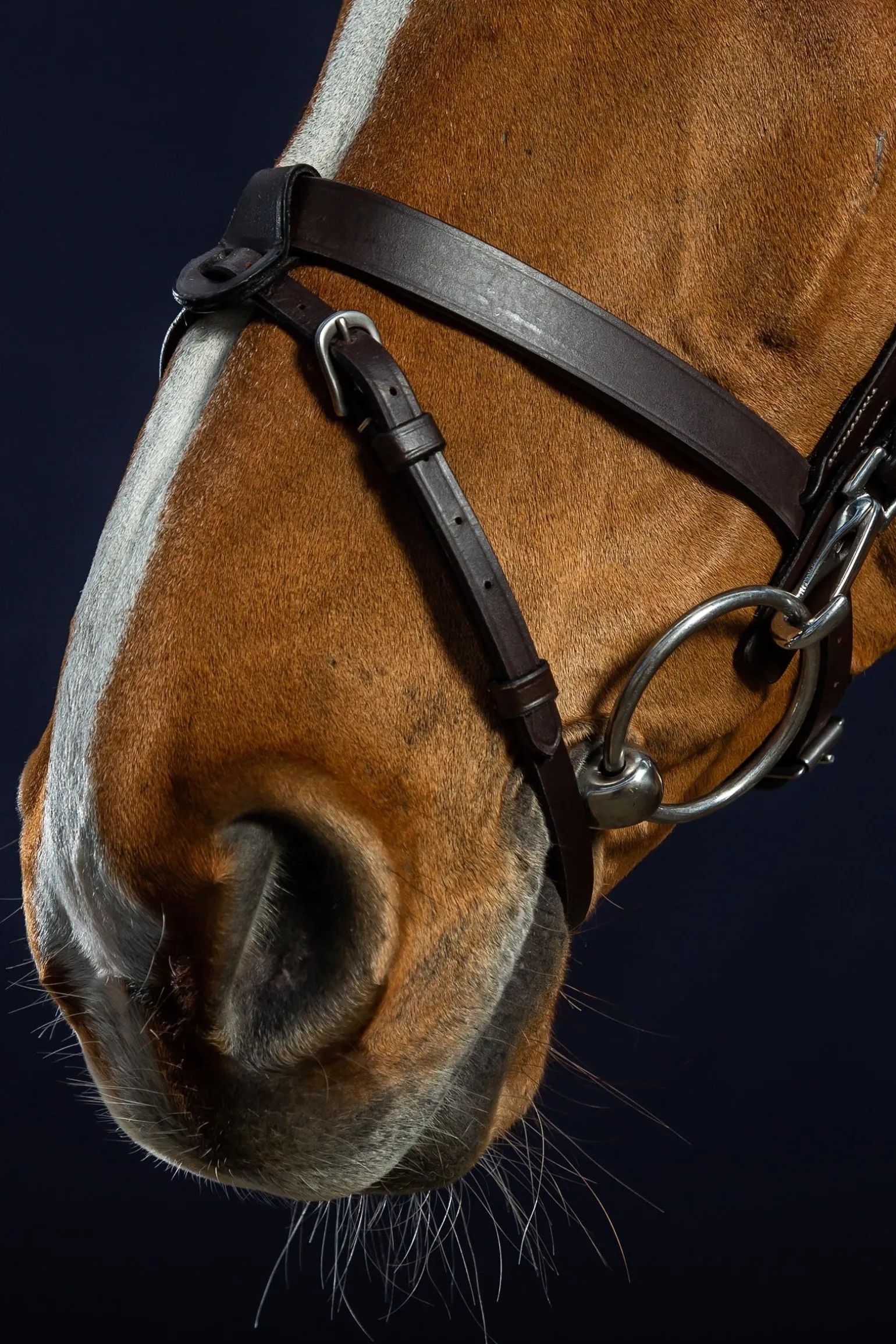 Working Trense aus flachem Leder mit Karabinerhaken