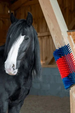 XL Kratzbürste, rund