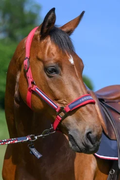 Yale Set Halfter & Strick